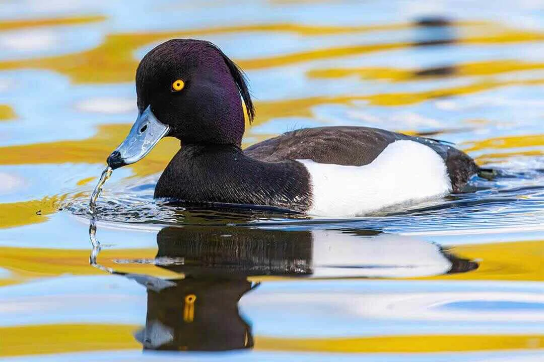 Tufted Duck close up